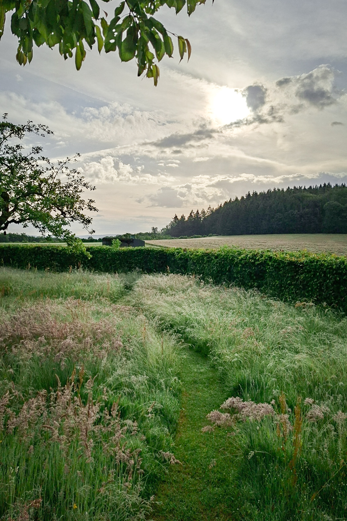 zomerochtend in onze wilde natuurtuin copyright Natascha Boudewijn small3